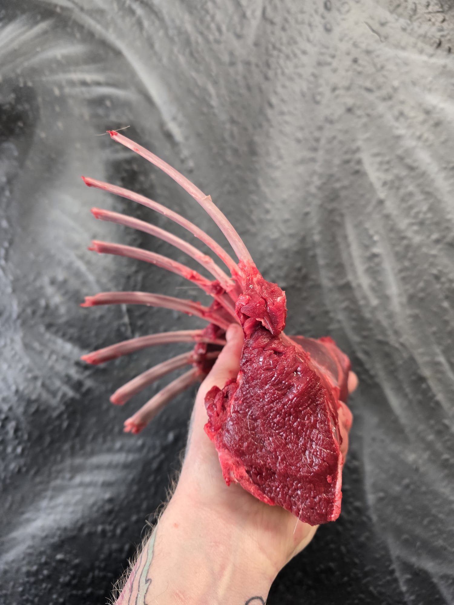 8rib wild fallow deer racks